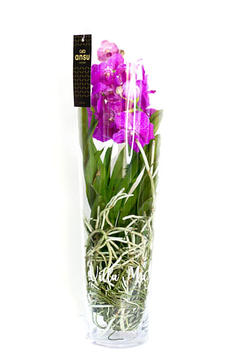 Орхидея королевская Ванда в вазе