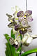 Орхидея Ванда 2XL на подставке
