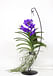 Орхидея Ванда 2XL на подставке