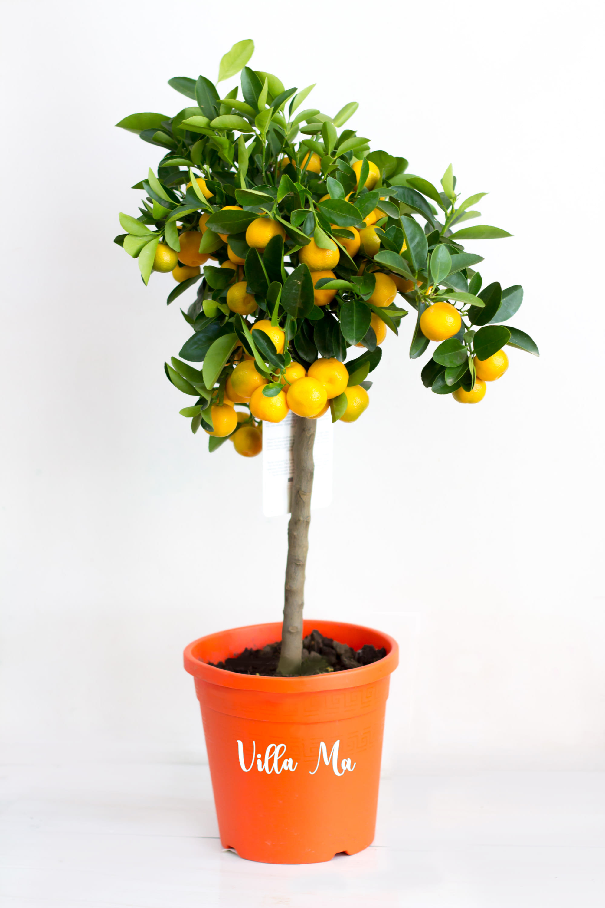 Каламондин деревце 55см высота