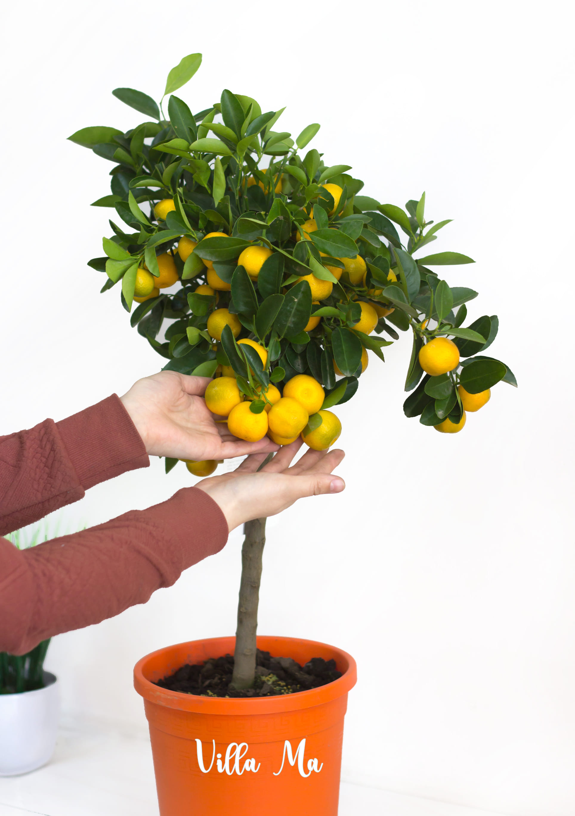 Каламондин деревце 55см высота