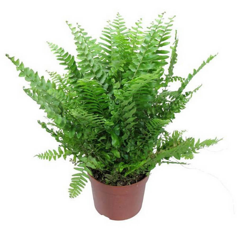 Нефролепис комнатный папоротник