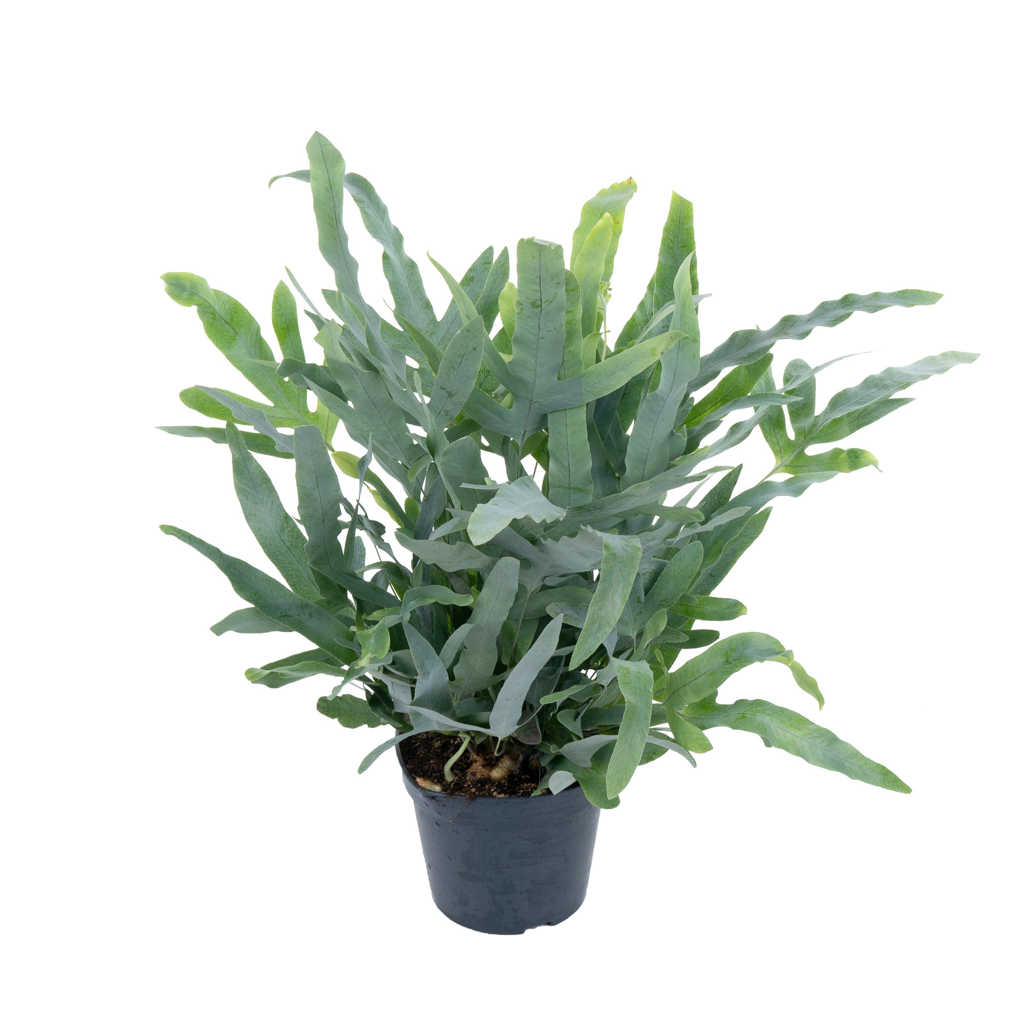 Флебодиум Блу Ферн папоротник