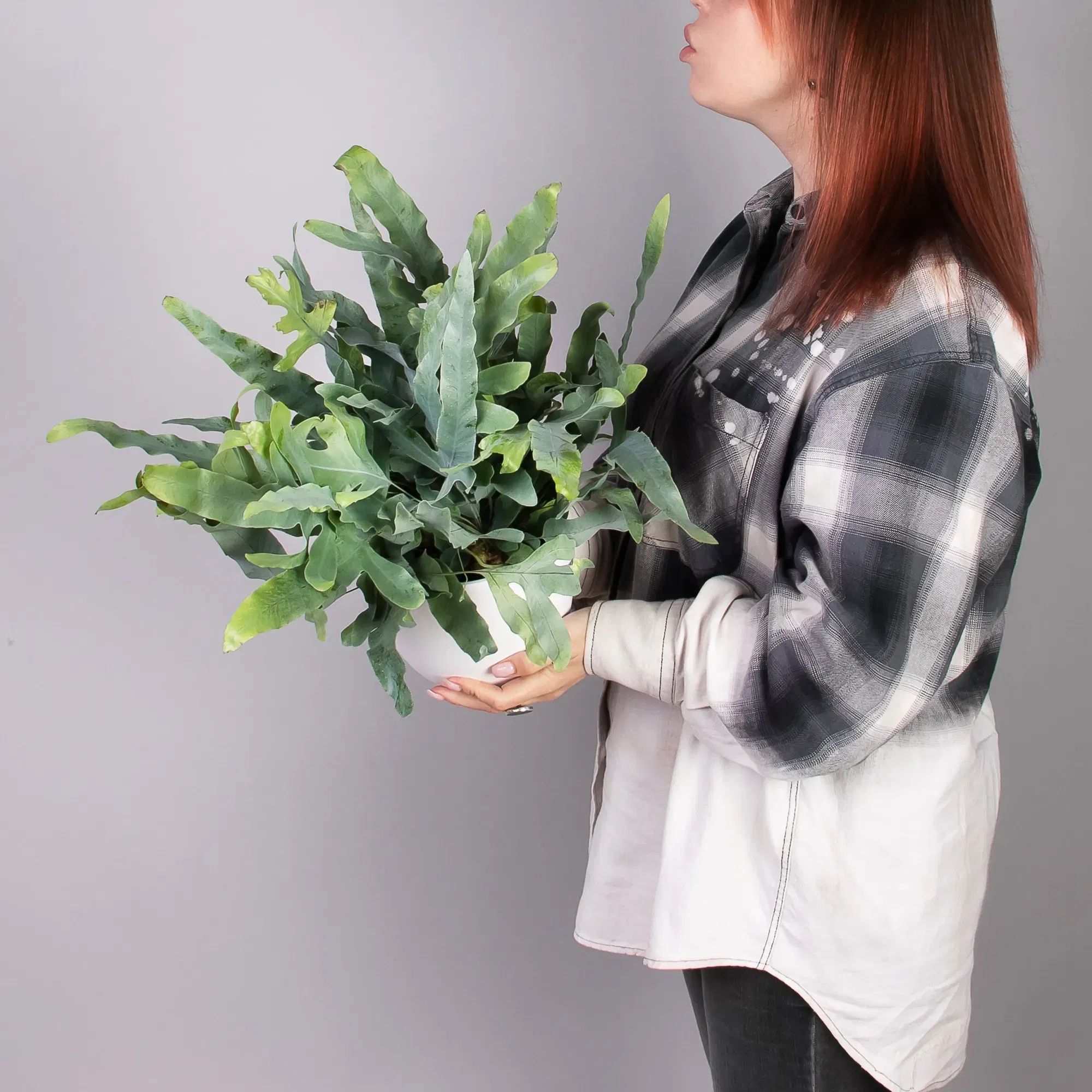 Флебодиум Блу Ферн папоротник