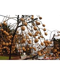 Картофельное дерево / паслён декоративный