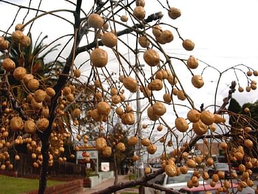 Картофельное дерево / паслён декоративный