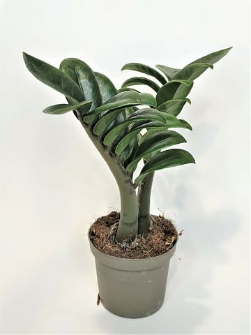 zamioculcas cv Zenzi and zamioculcas cv Bug EXOTIC PLANT Редкие коллекционные ра
