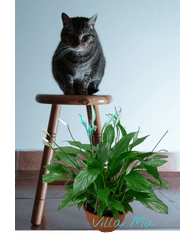 Спатифиллум Bellini Make Up Спатифиллум Bellini Make Up