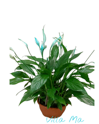 Спатифиллум Bellini Make Up Спатифиллум Bellini Make Up