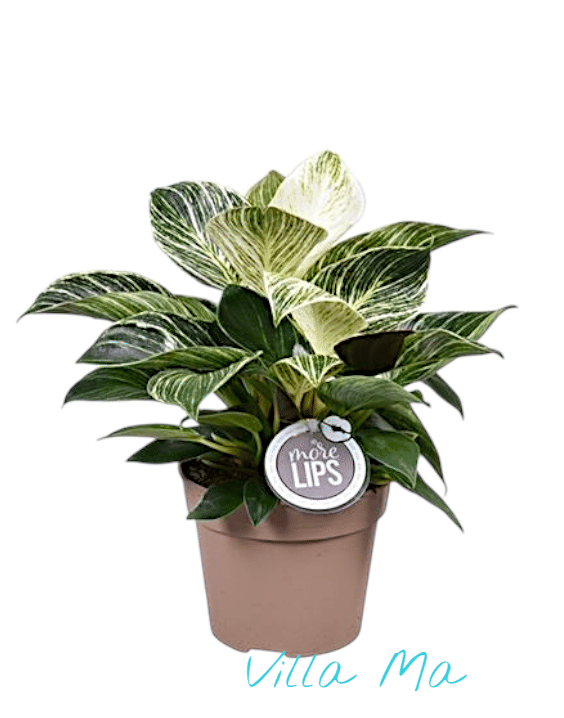 Филодендрон Биркин