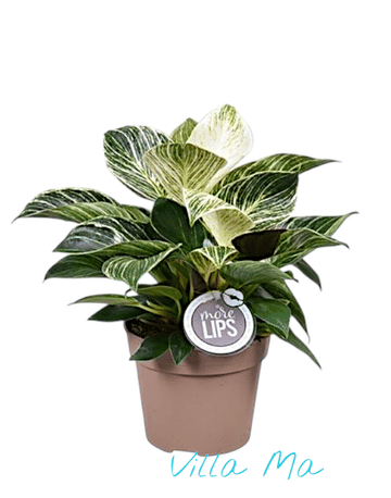 Филодендрон Биркин