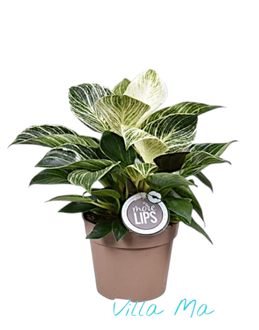 Филодендрон Биркин