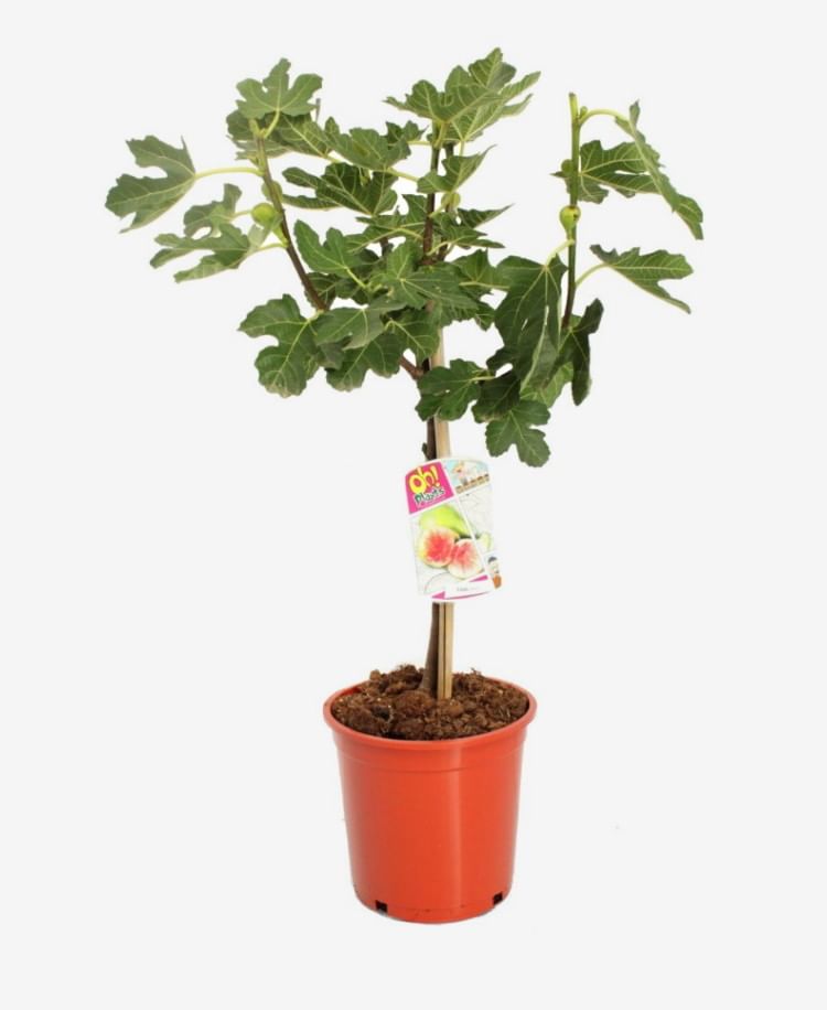 Карика инжир фикус