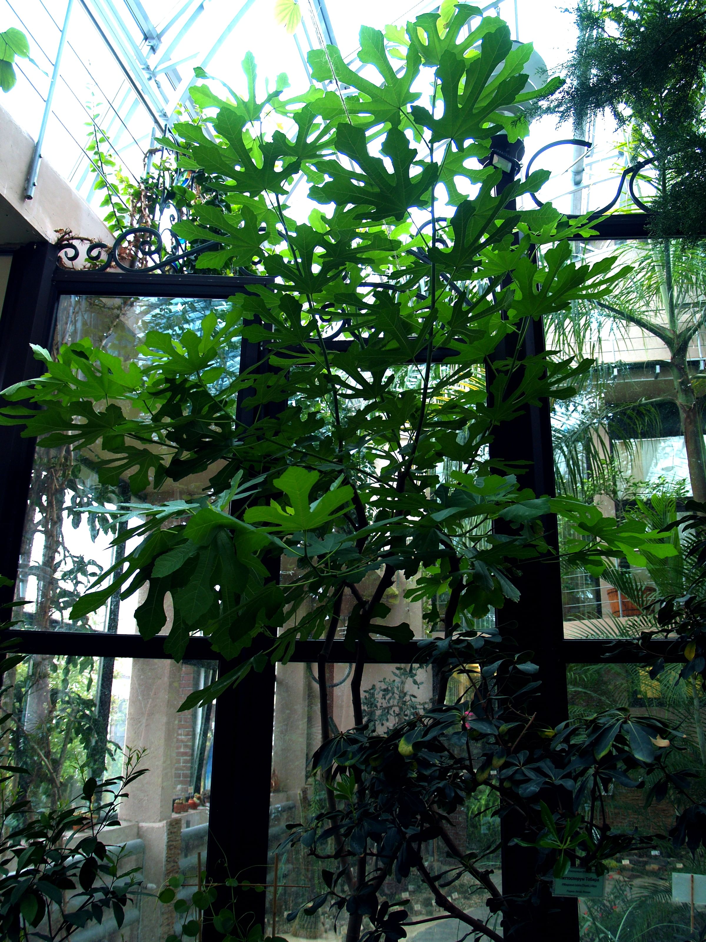 Карика инжир фикус