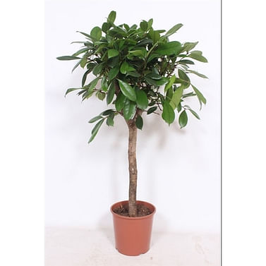 Ficus Cyatistipula