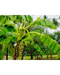 Банан тропический