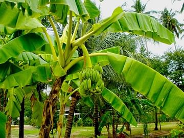Банан тропический