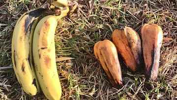 Банан абиссинский Энсета