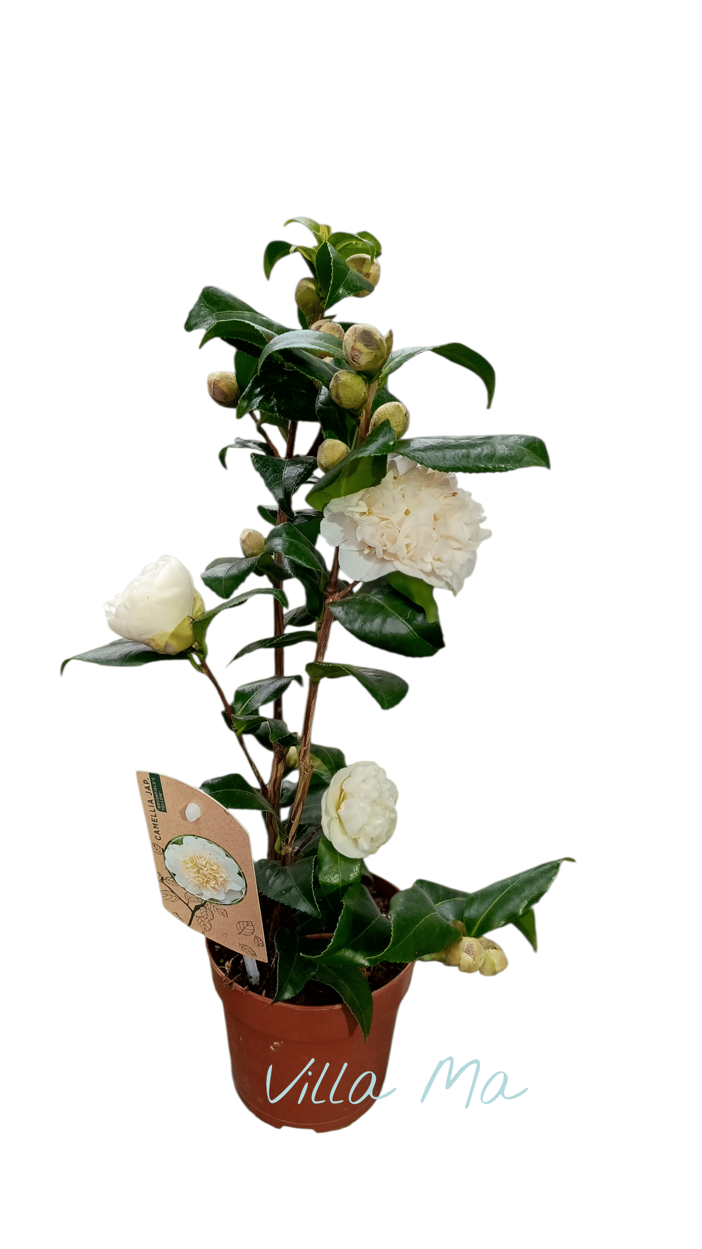 Камелия японская Брашфилд желтая