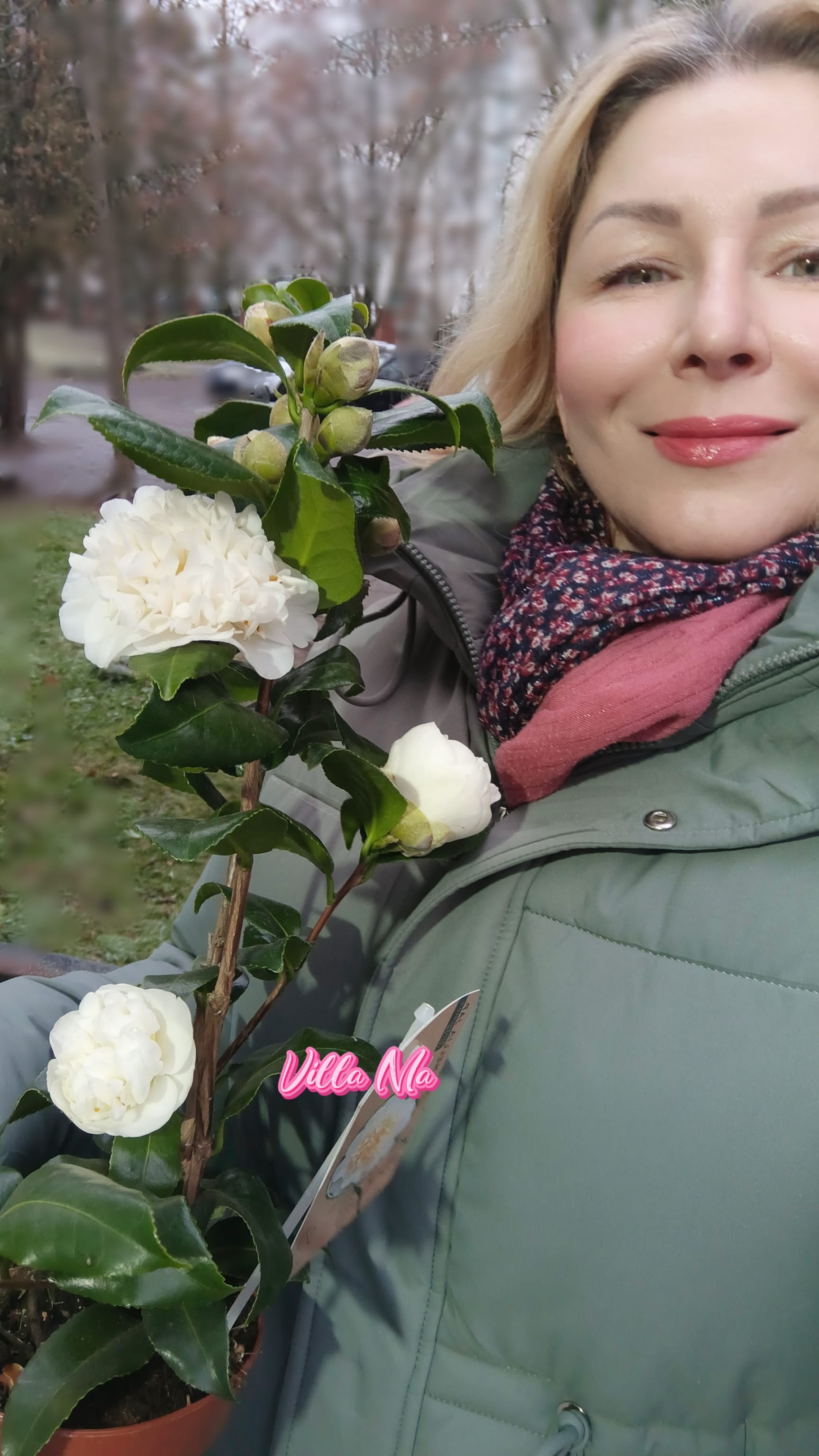 Камелия японская Брашфилд желтая