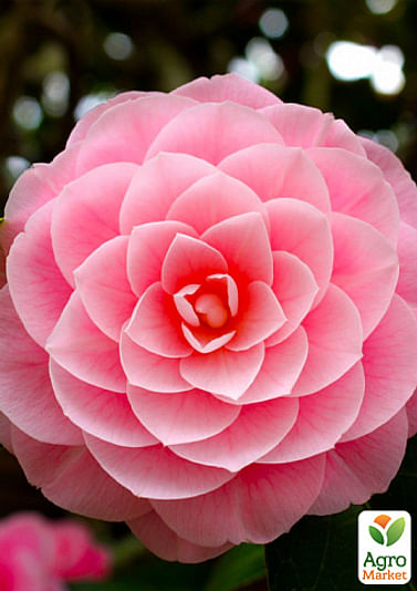 Камелия японская розовая