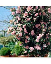 Камелия японская Бономиана розовая Камелия японская Бономиана розовая