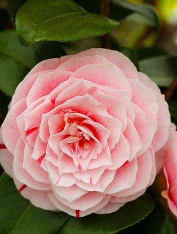 Камелия японская розовая