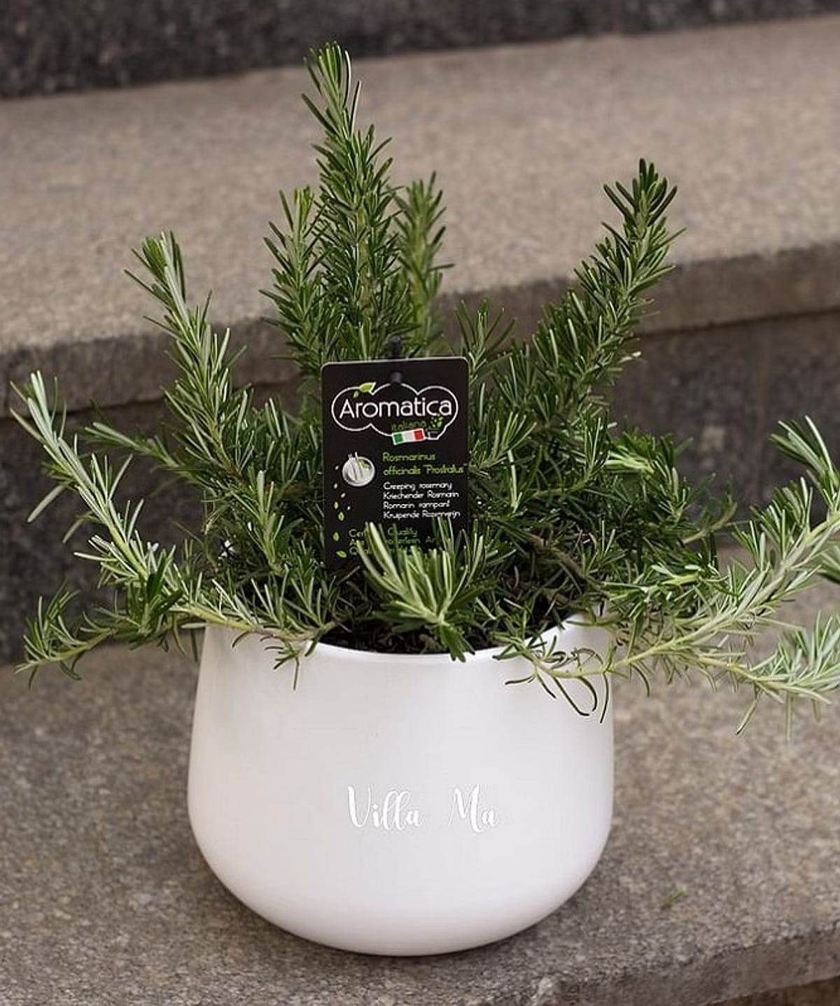 Розмарин Ампельный