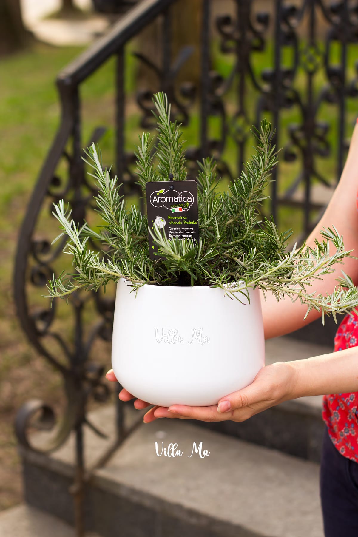 Розмарин Ампельный