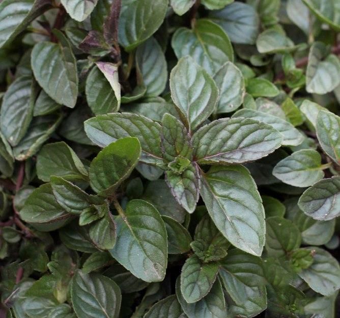 Мята Шоколад