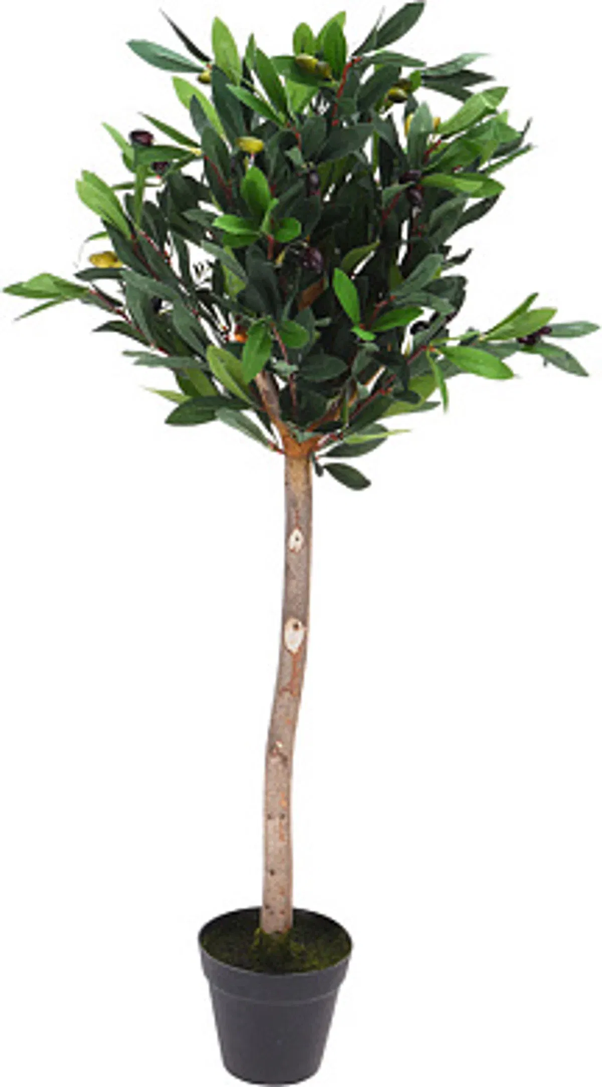 Лавр благородный на штамбе 90см