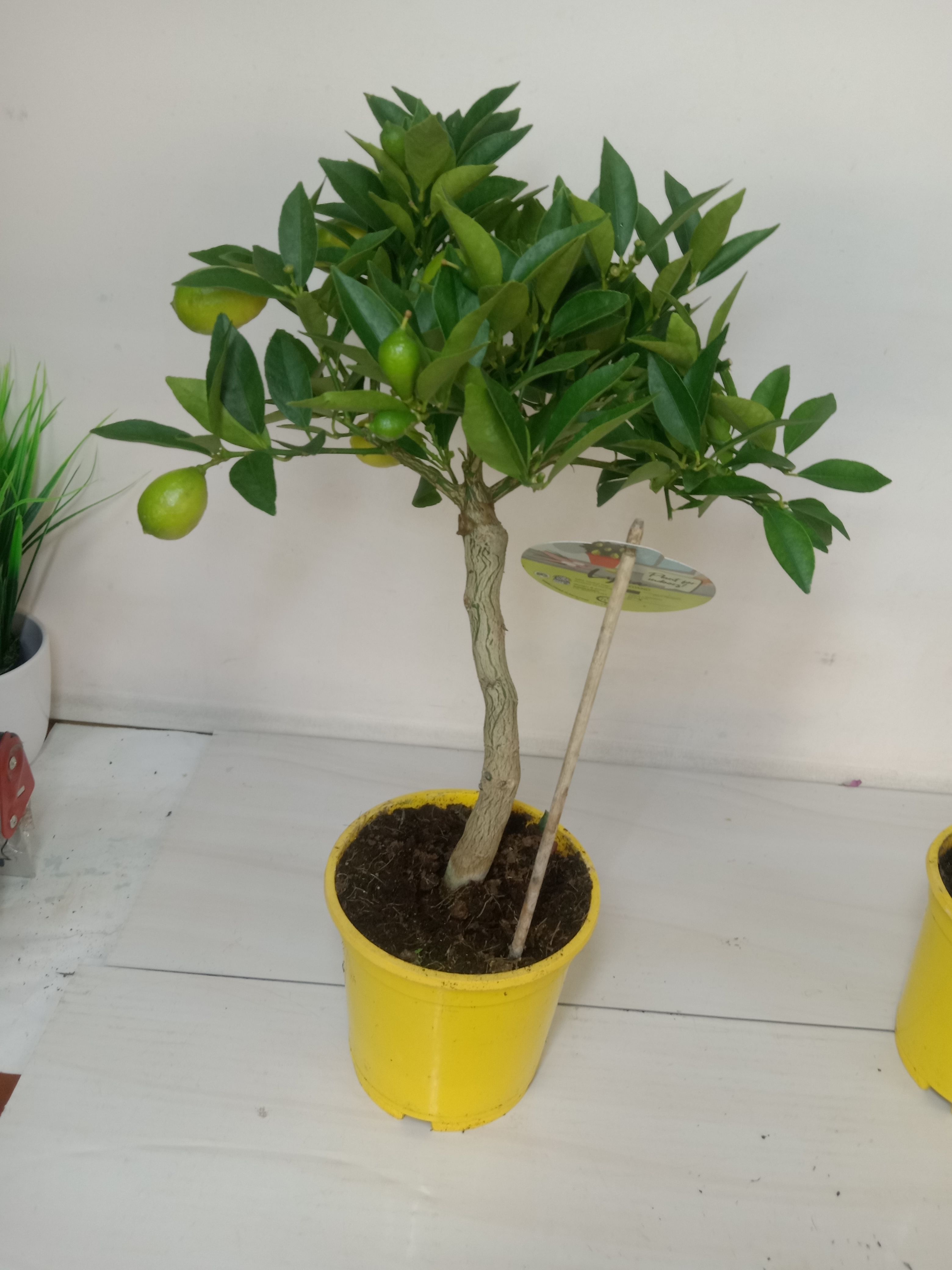 Лимон Флоридана, Лаймкват дерево БОЛЬШОЙ