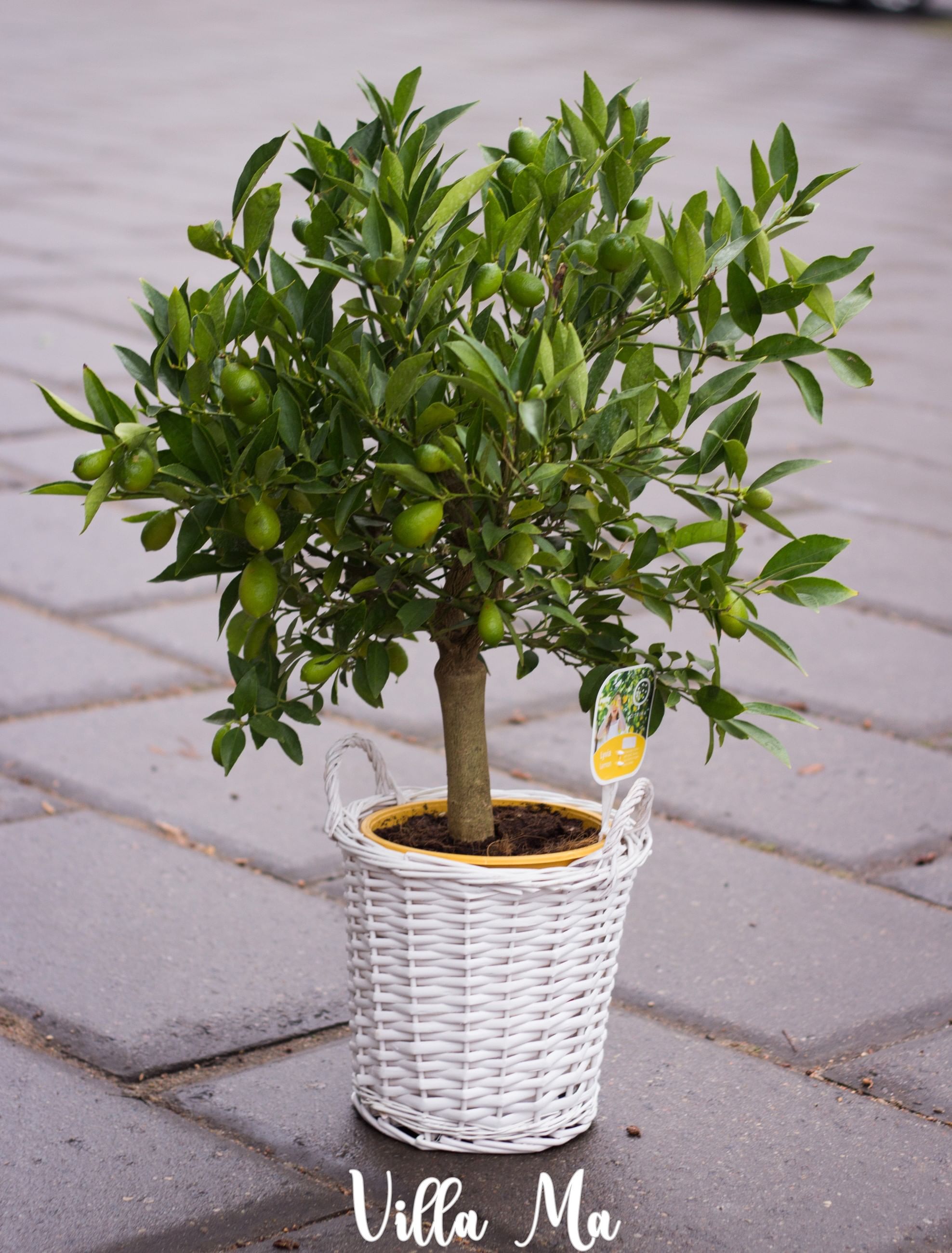 Лимон Флоридана, Лаймкват дерево БОЛЬШОЙ