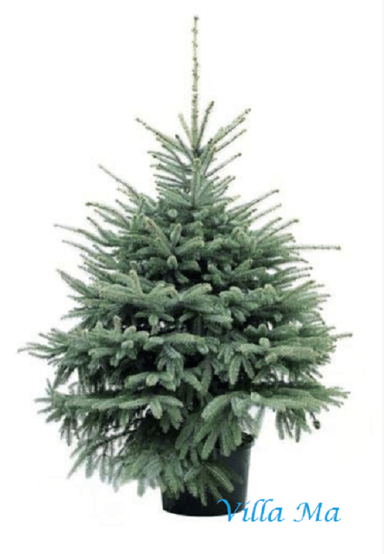 Ель Кейбаб ЭКСТРА голубая новогодняя