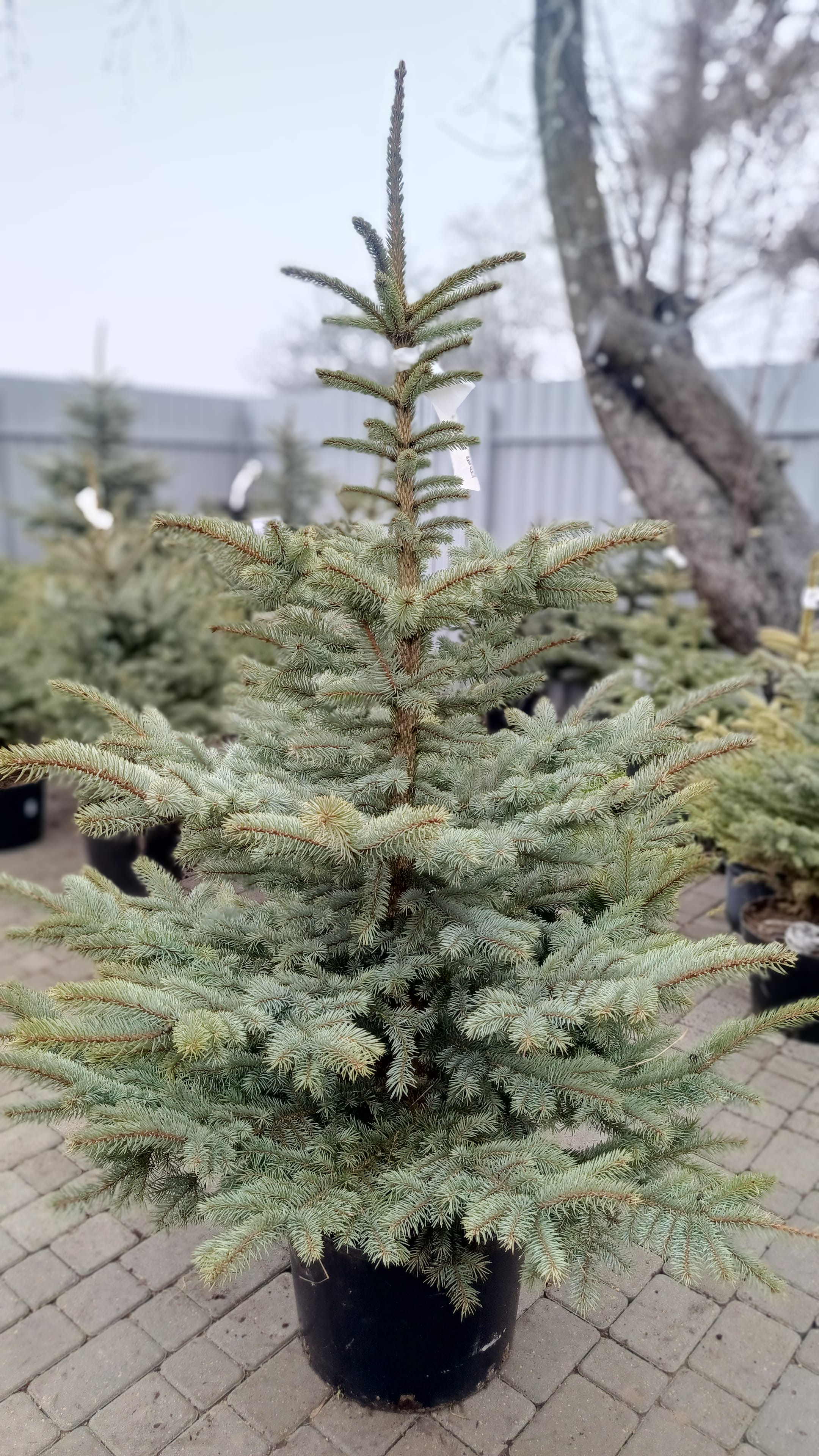 Ель Кейбаб ЭКСТРА голубая новогодняя