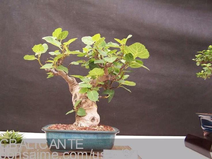 Инжир бонсай