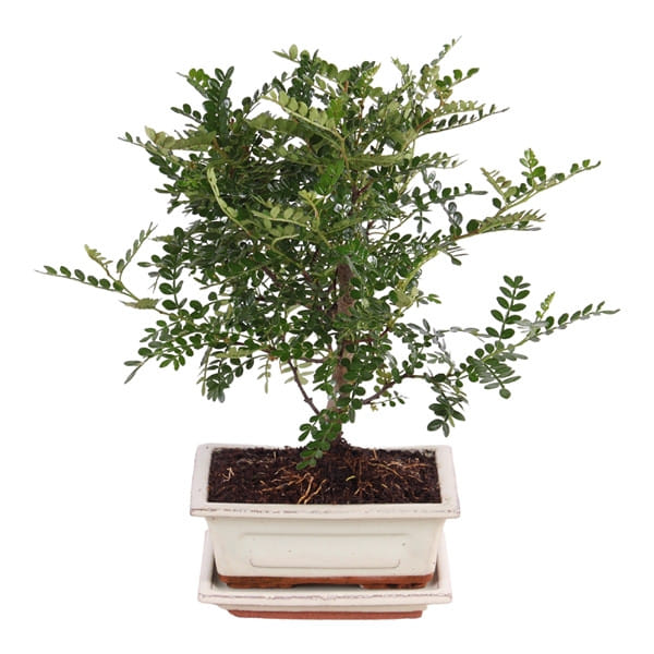 Бонсай японский перец