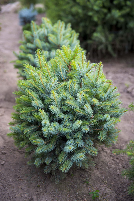 Ель ситхинская