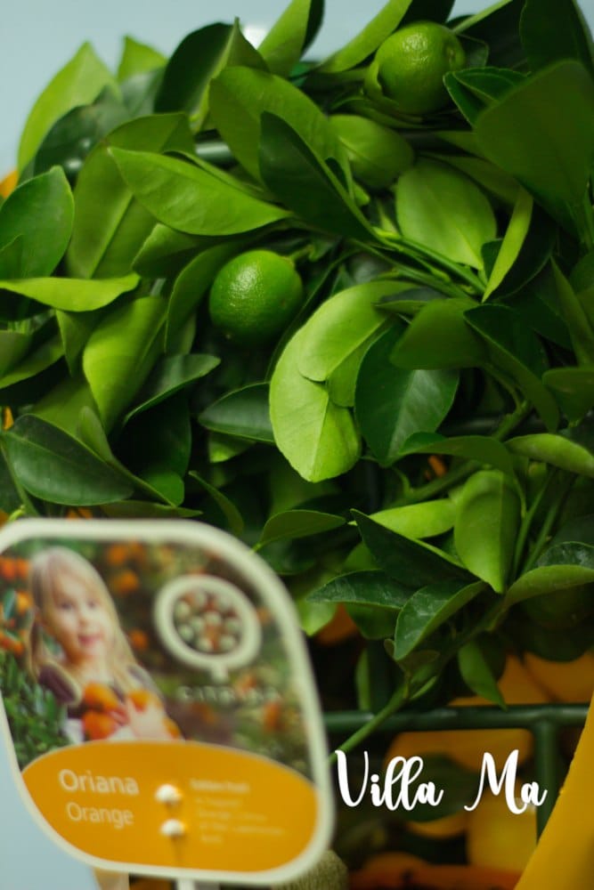 Цитрус в керамике КАПЛЯ комплект