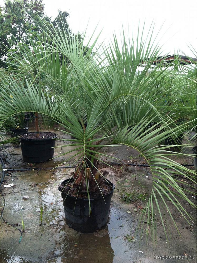 Бутия пальма