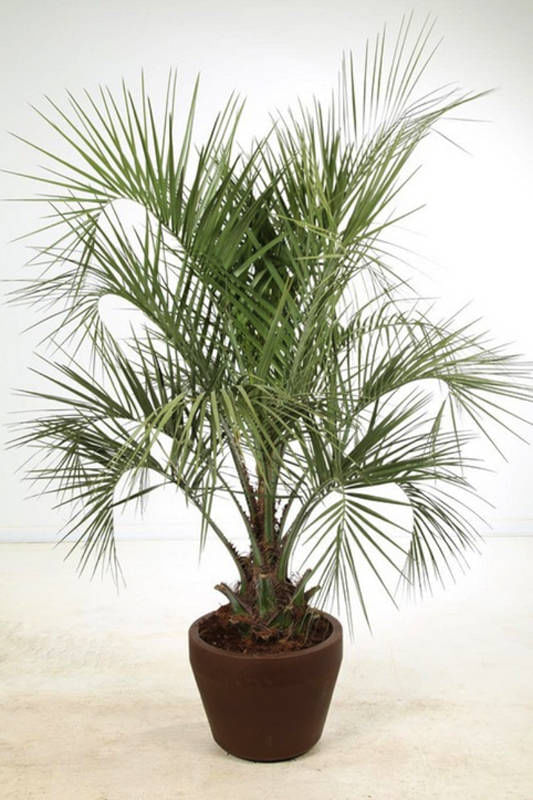 Бутия пальма