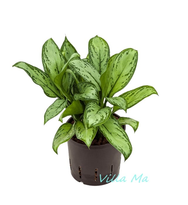 Аглаонема Мария Кристина
