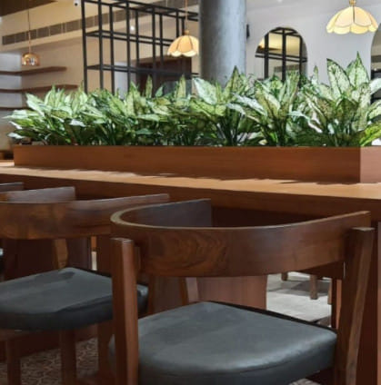 Аглаонема Мария Кристина