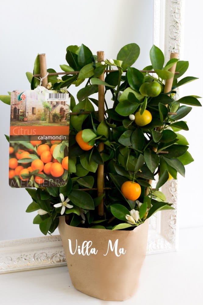 Каламондин Букет д15