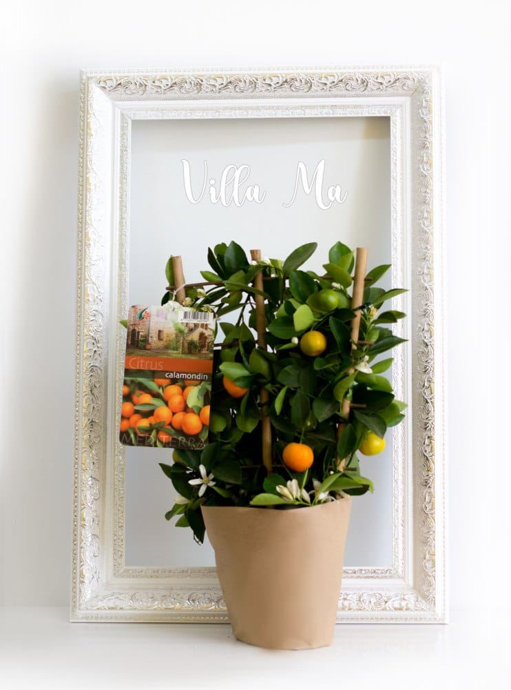 Каламондин Букет д15