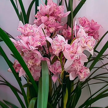 Цимбидиум орхидея
