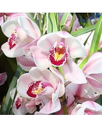 Цимбидиум орхидея