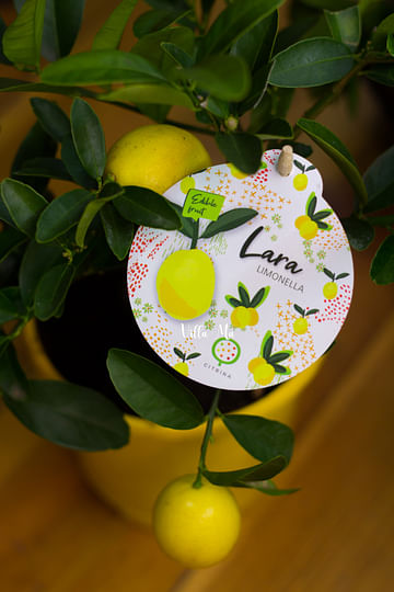 Лимон Лимонелла с плодами