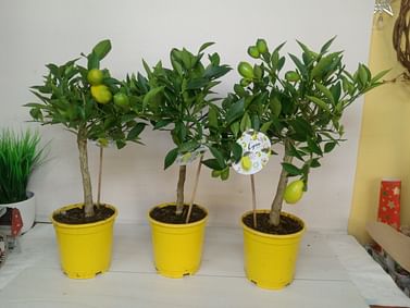 Лимон Лимонелла (Лаймкват) с плодами