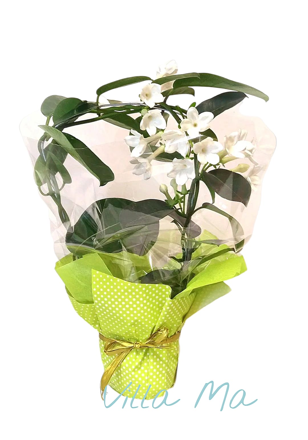 Стефанотис Невеста